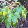 Poisonwood (Metopium toxiferum) leaves.